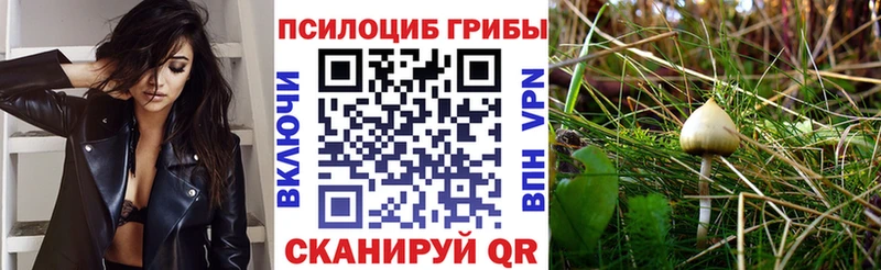 купить   Кандалакша  Галлюциногенные грибы мицелий 