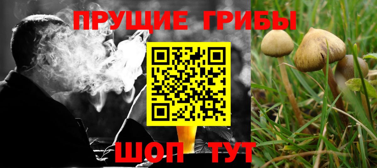 Кандалакша  Галлюциногенные грибы Cubensis  Вход с VPN 